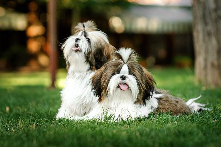 Dog Training Shadow Canine